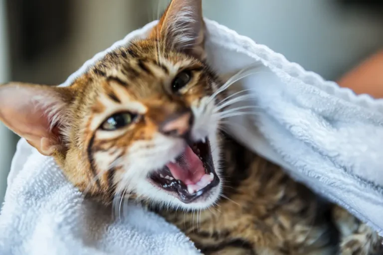 Toyger mačiatko zabalené po kúpaní v uteráku