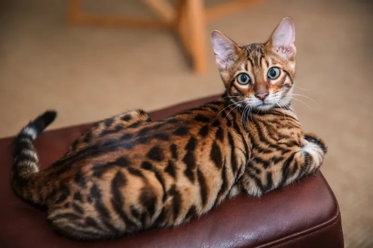 Toyger ležiaca s pohľadom do zadu na koženej taburetke