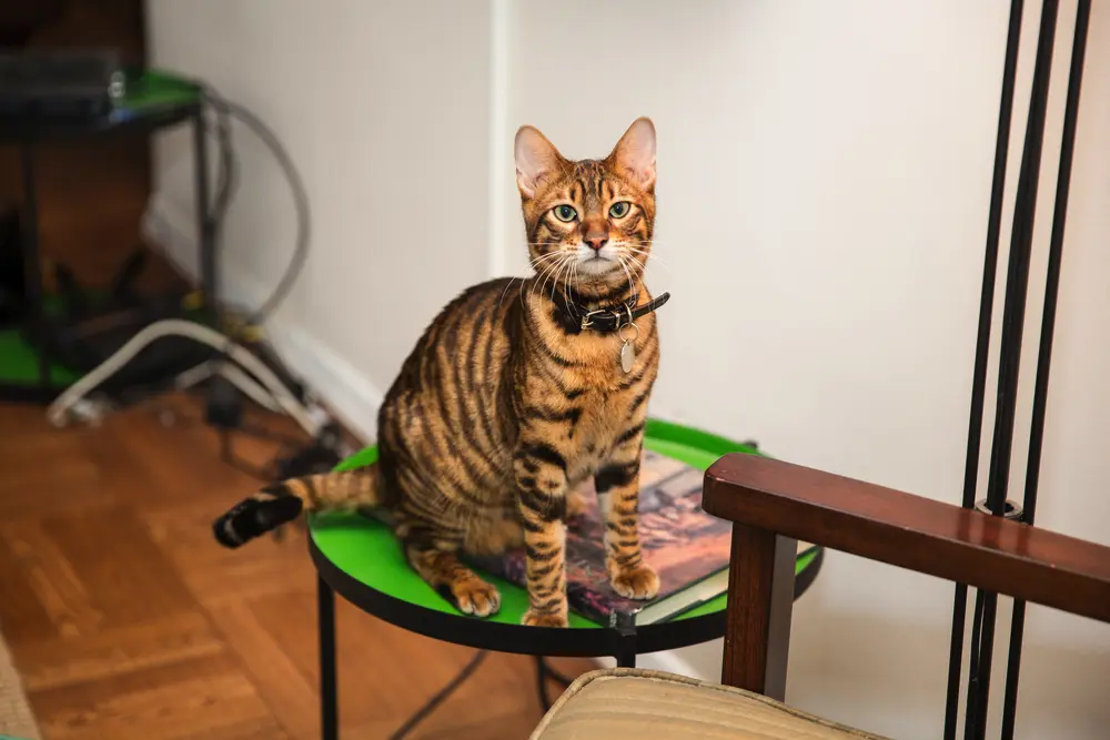 Toyger sediaca na malom okrúhlom stolčeku