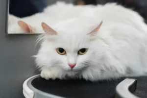 Turecká angora ležiaca na tmavej poličke pri zrkadle