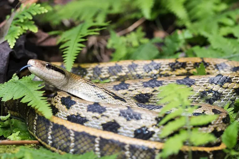 Užovka tenkochvostá v prírode na zemi obklopená zeleňou