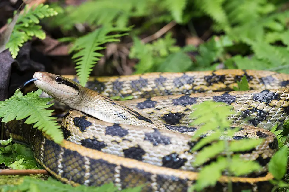 Užovka tenkochvostá v prírode na zemi obklopená zeleňou