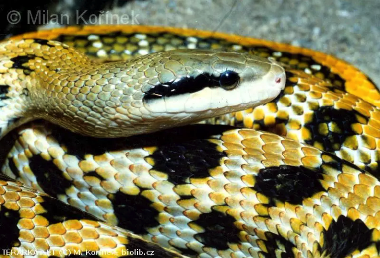 Užovka tenkochvostá zmotaná s detailom na hlavu