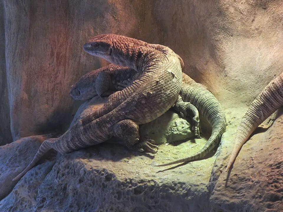 Varan stepný v zoologickej záhrade viac kusov pri sebe