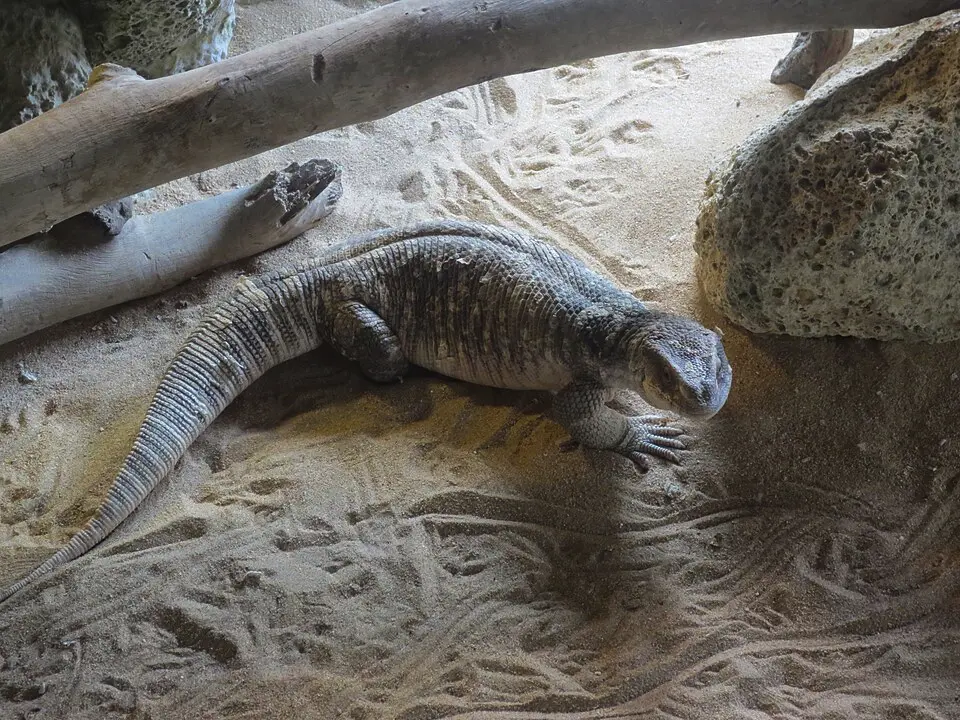 Varan stepný v zoologickej záhrade fotka zhora