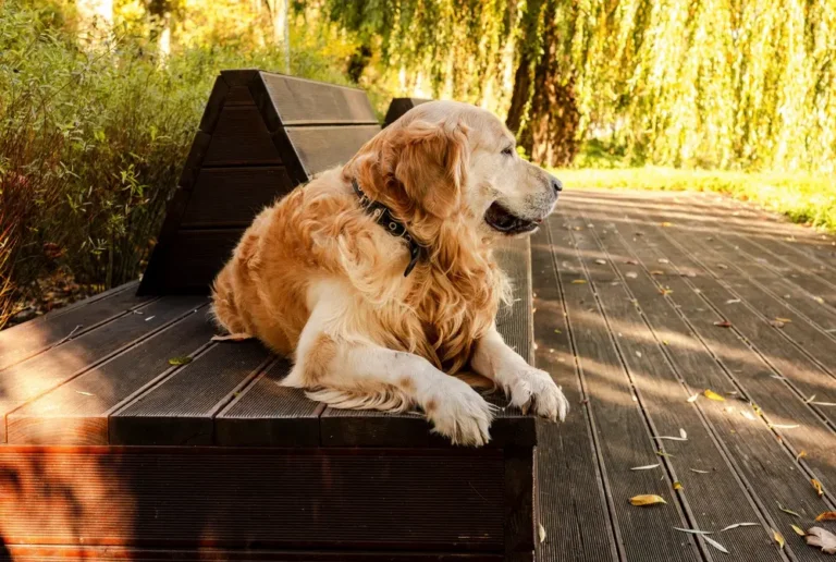 Zlatý retriever leží na lavičke v prirode