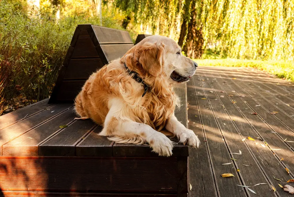 Zlatý retriever leží na lavičke v prirode