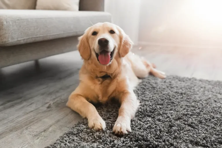 Zlatý retriever leží v byte vedľa sedačky na koberci