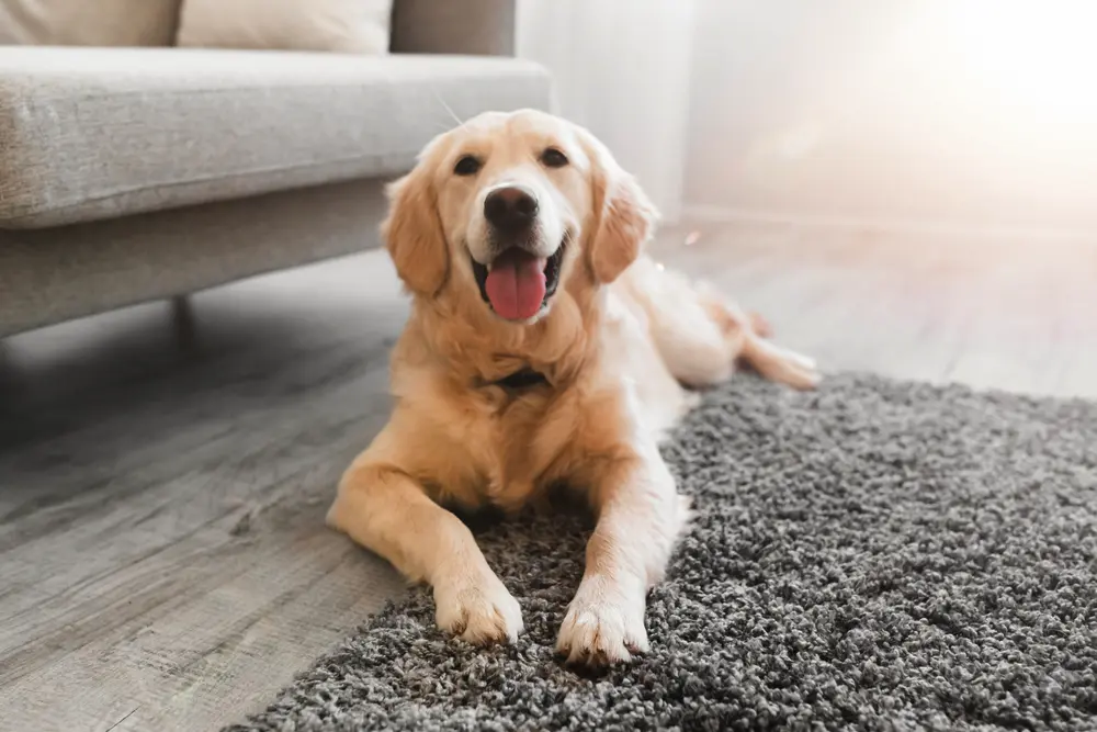 Zlatý retriever leží v byte vedľa sedačky na koberci