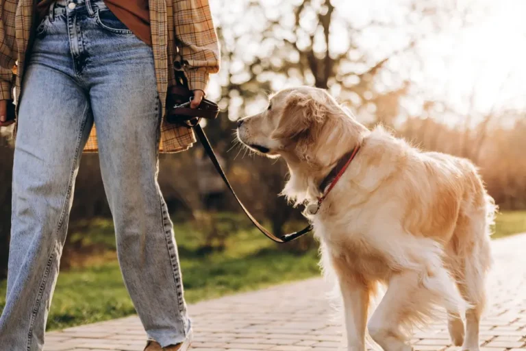 Zlatý retriever na vôdzke pri prechádzke s majiteľom