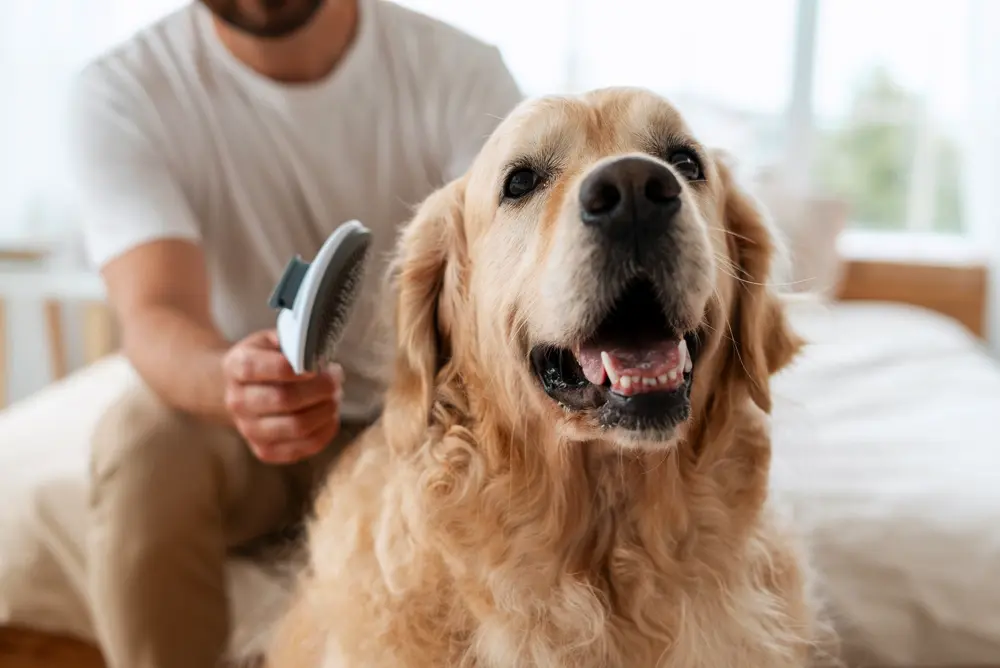 Zlatý retriever majiteľ sa sta s kefou o srsť