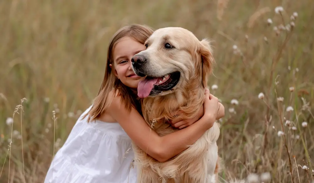 Zlatý retriever v objati dievčatka v prírode na lúke